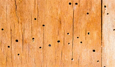 What about wooden furniture insects